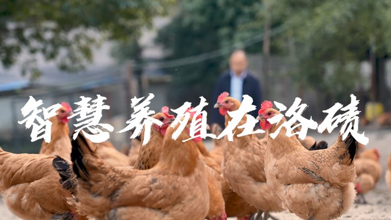 上海CDMO小分子CDMO公司：揭秘小分子药物研发的幕后英雄**